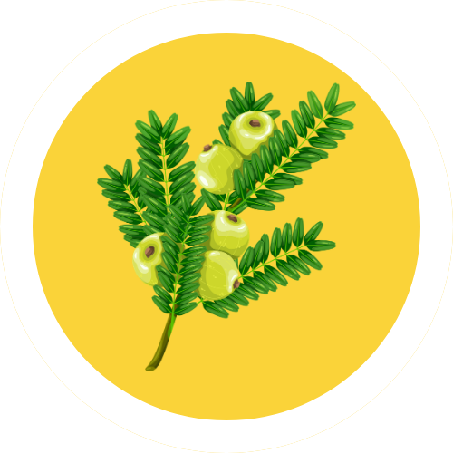 Triphala